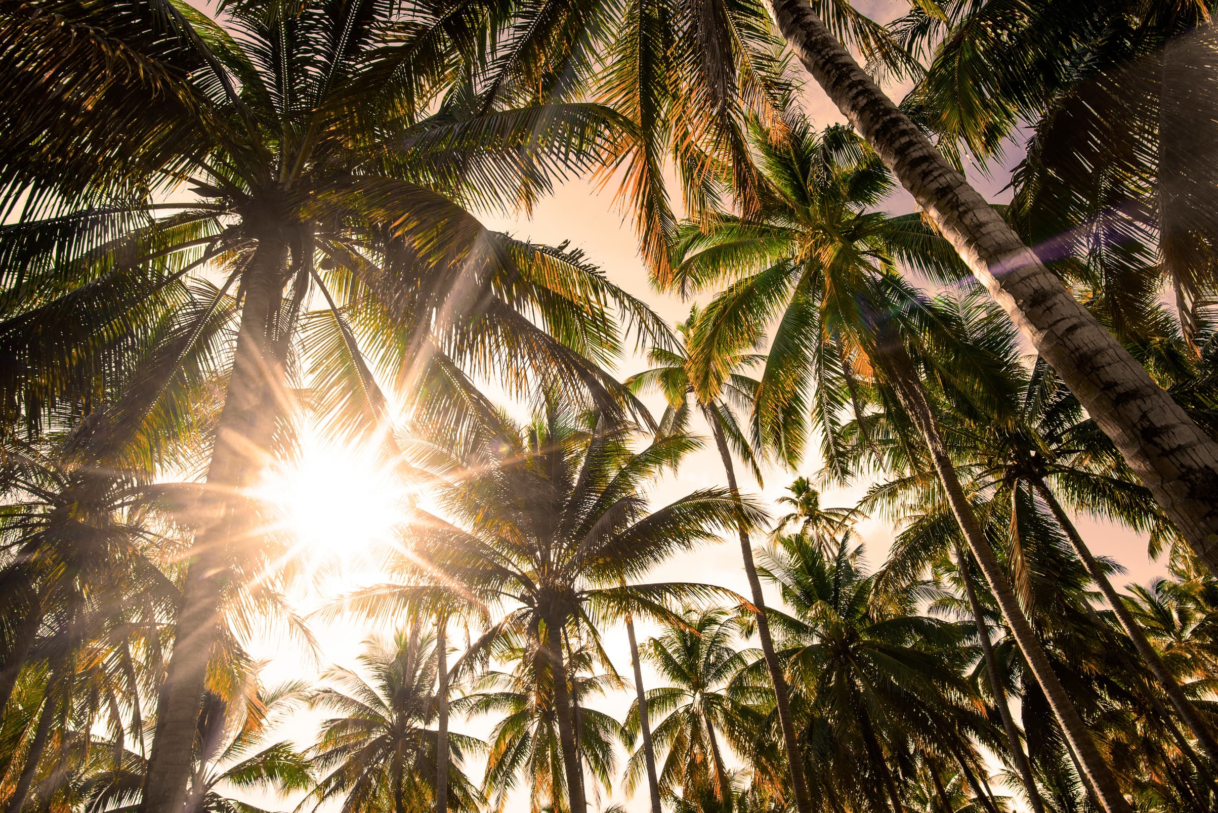Sun through a stand of palms