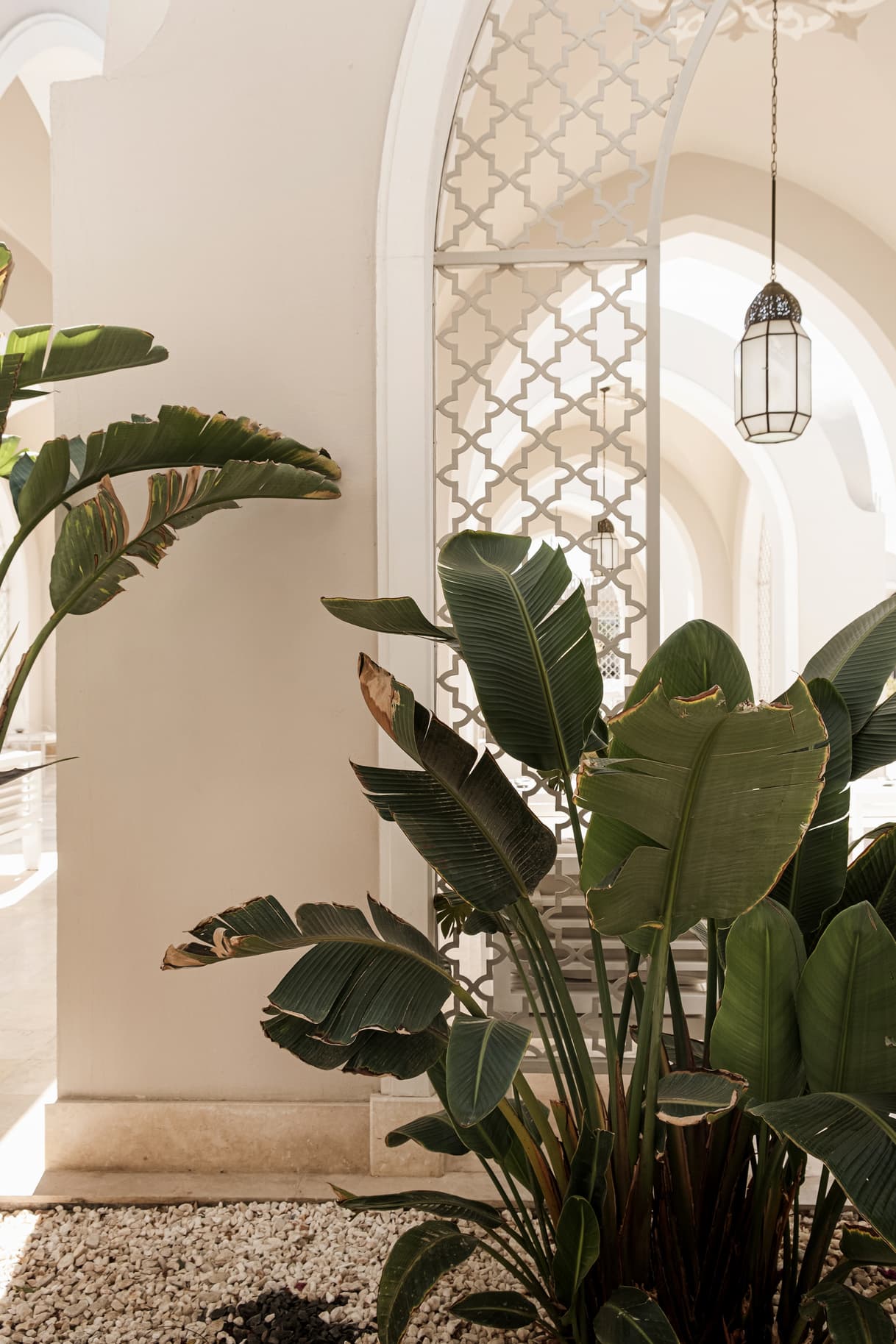 Warm, sunlit interior with plants