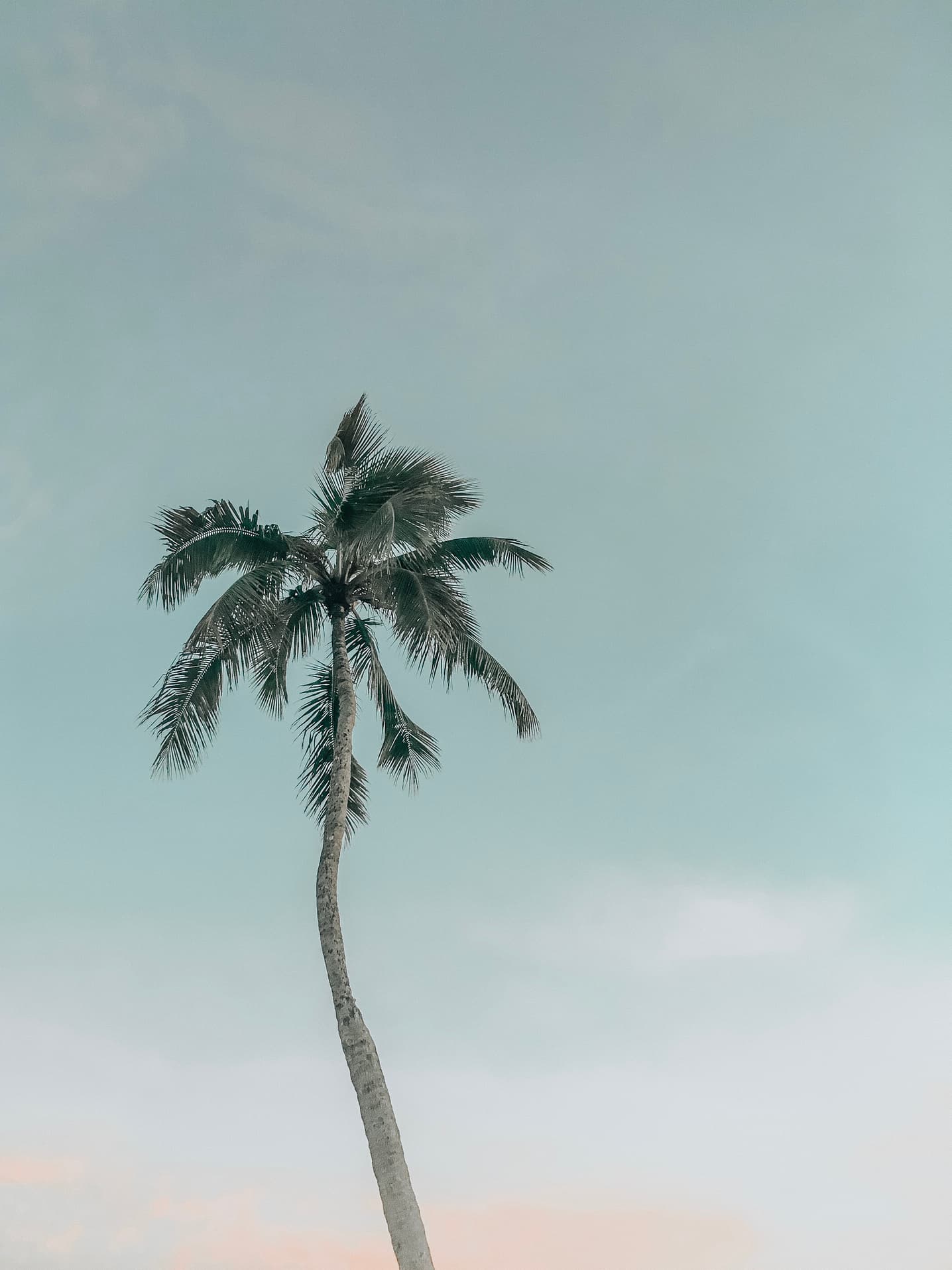 Palm fronds against a warm sky