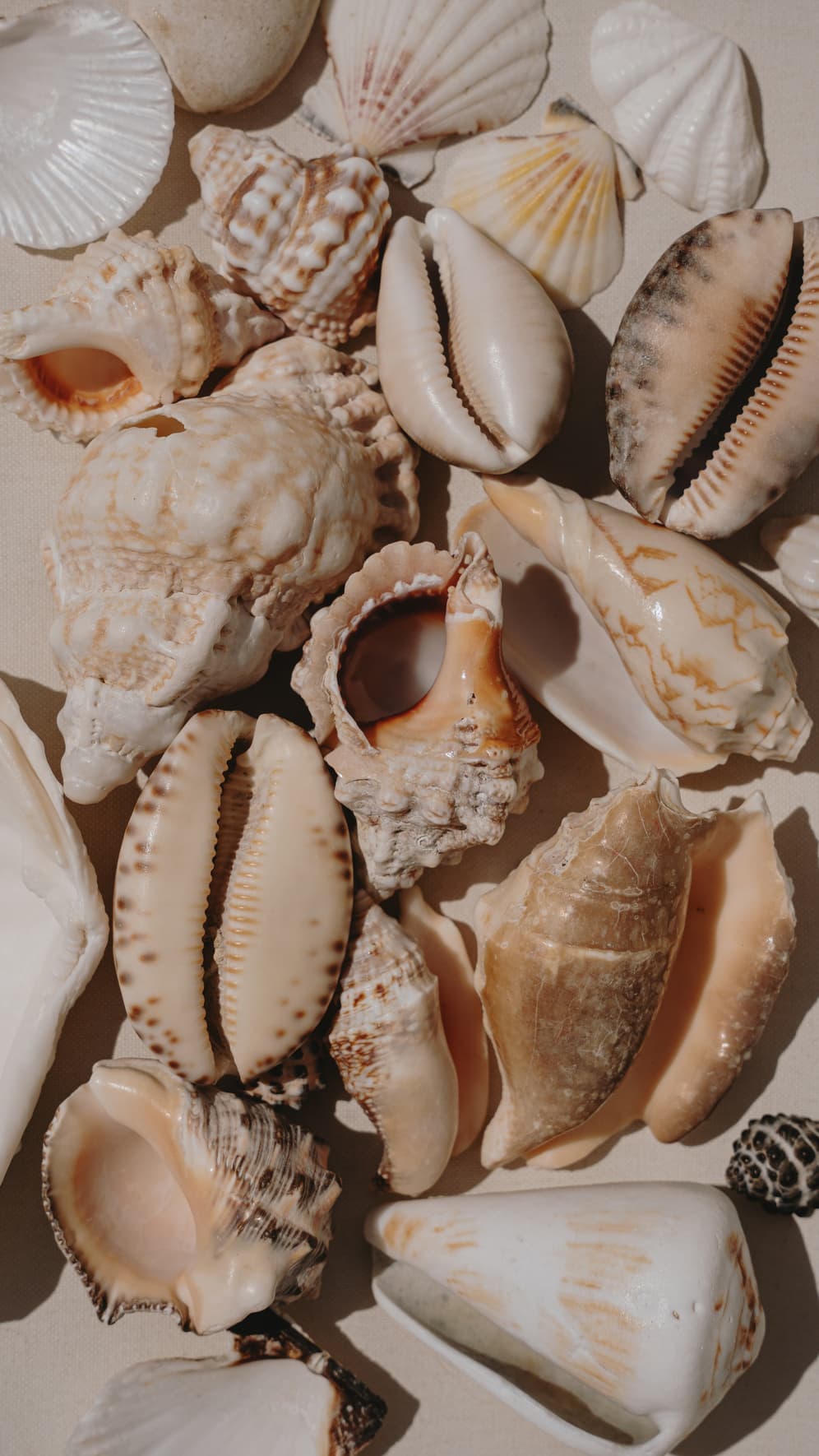 Shells on sand